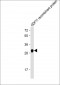 GDF11 Antibody