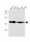 ADA Antibody (C-term)