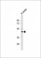 AP1M1 Antibody (Center)