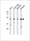 AP1M1 Antibody (Center)
