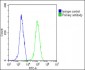 Bax Antibody (BH3 Domain Specific)