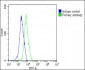 PKN1 Antibody (C-Term)