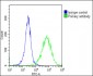 HSD17B10 Antibody (N-Term)