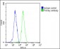 VAV2 Antibody (N-Term)