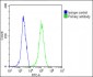 BIRC6 Antibody (C-Term)