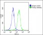 PSMD3 Antibody (C-Term)