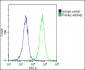 CANX Antibody (C-Term)