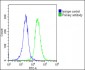 ATP1A4 Antibody (N-Term)