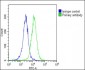 NAT10 Antibody (N-Term)