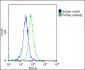 CKS2 Antibody (N-Term)