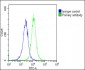 IL1RAP Antibody (Center)