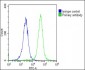 KCNH1 Antibody (C-Term)