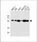 Bi(YES1-Y537-SRC-Y530) Antibody