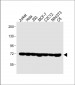 HSPA1A/HSPA1B Antibody (Y41)