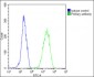 CALR Antibody (Center)