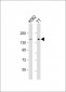 c-KIT Antibody (C-term)