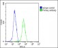 B-RAF Antibody (S445)