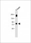 PAK5 Antibody