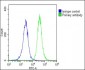 CYP27B1 Antibody (C-term)