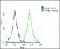 IGF2BP1 Antibody (C-term)