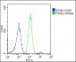 RBL2 Antibody (N-term)