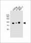 CD276 Antibody (C-term)