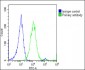 CNOT4 Antibody