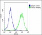 Nestin Antibody (S1409)