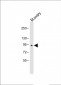 BAP1 Antibody (N-term)