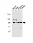 BAP1 Antibody (N-term)