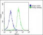 Cyclophilin D Antibody