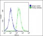 Transferrin Antibody