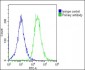 Transferrin Antibody