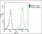 SLC2A3 Antibody (C-Term)