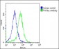 EEF1A1P5 Antibody (C-Term)