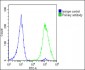 TK1 Antibody (Center)