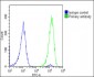 MYL2 Antibody (Center)