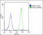 GCA Antibody (N-Term)