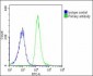 ATP6V1G3 Antibody (N-Term)