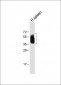 CD63 Antibody (C-term)