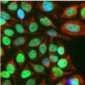 c-FOS Antibody