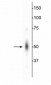 c-FOS Antibody