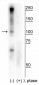 CtIP (Ser327) Antibody