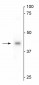 eIF4A2 Antibody