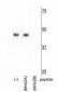 Mnk2b Antibody