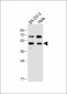 FLOT1 Antibody (N-term)
