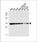 PHB2 Antibody (Y248)