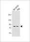 PAK5 Antibody