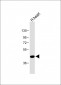 PTGER3 Antibody (N-term)
