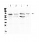 Anti-STAT3 Picoband Antibody